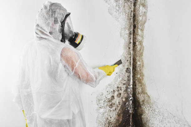 Best Office Mold Removal Services  in Minster, OH