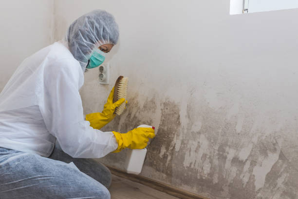 Best Fast Mold Removal  in Minster, OH