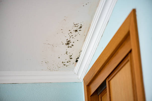 Best Commercial Mold Removal  in Minster, OH