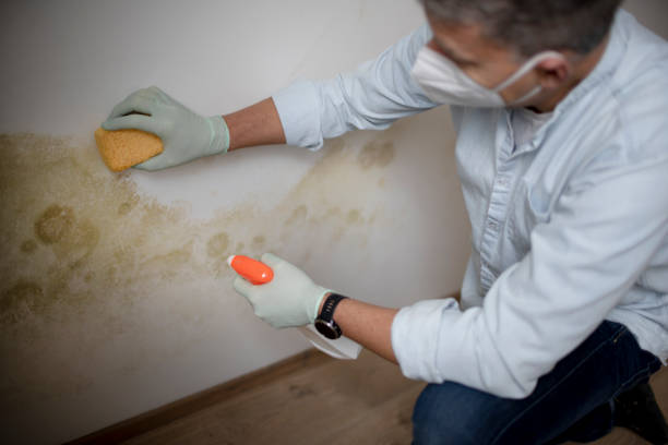 Best Local Mold Removal Service  in Minster, OH