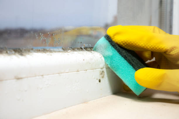 Best Mold Remediation Experts  in Minster, OH