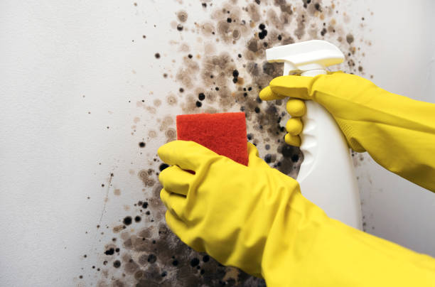 Best Black Mold Removal  in Minster, OH