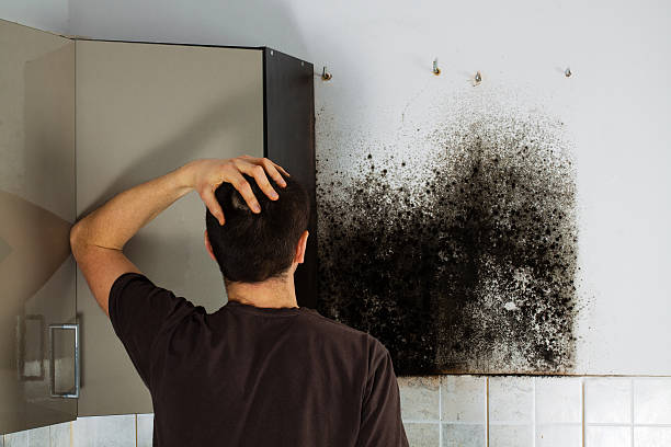 Best Black Mold Removal  in Minster, OH