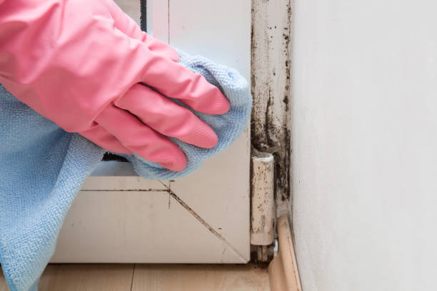 Best Affordable Mold Removal  in Minster, OH