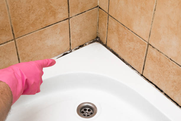 Mold Removal and Inspection in Minster, OH